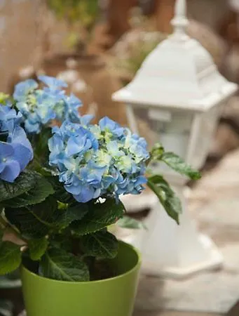 Gioma فندق