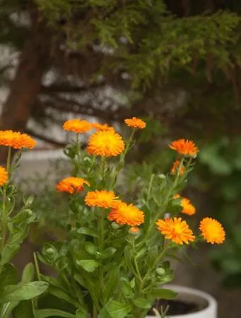 Gioma Agia Galini (Crete)